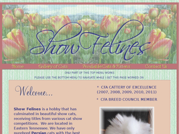 www.showfelines.com