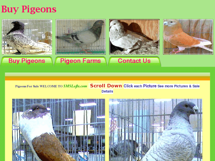 www.buy-pigeon.com