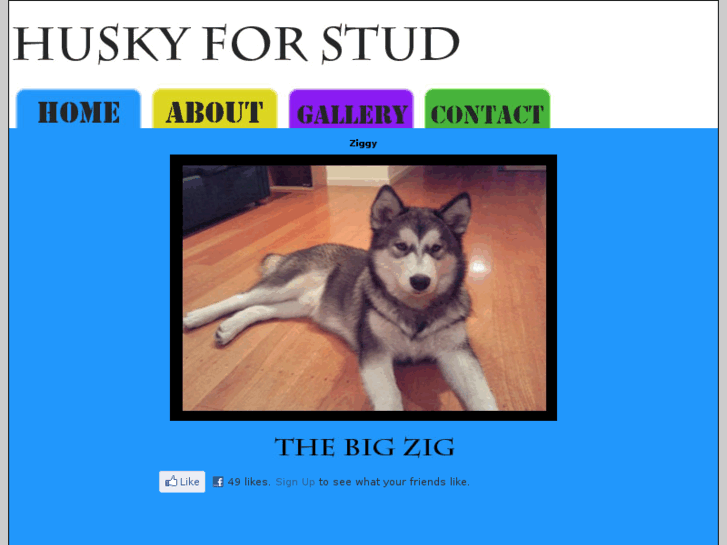 www.thebigzig.com