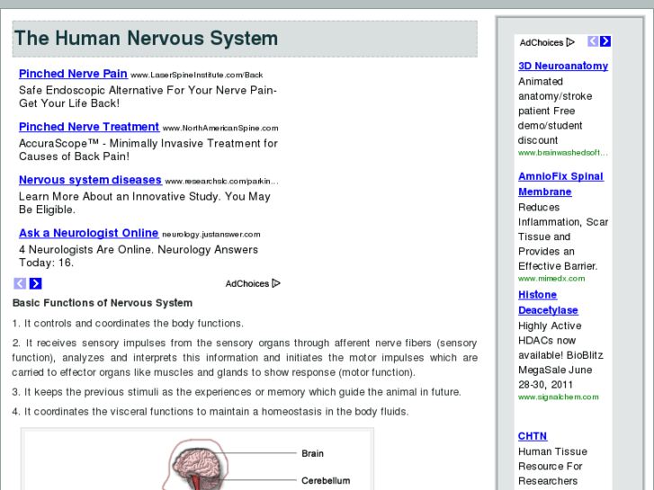 www.human-nervous-system.com