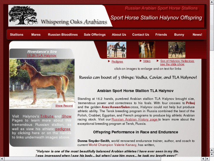 www.arabian-sport-horse.com