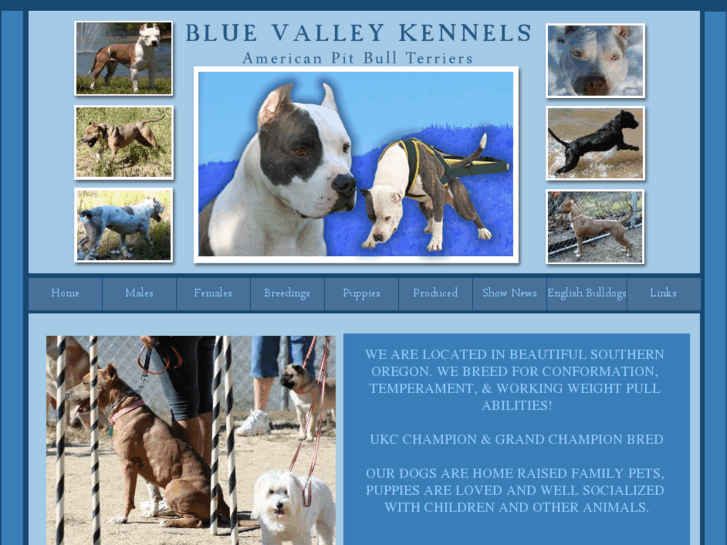 www.bluevalleypitbulls.com