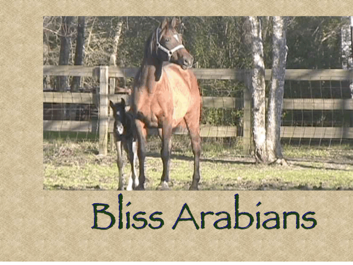 www.blissarabians.com