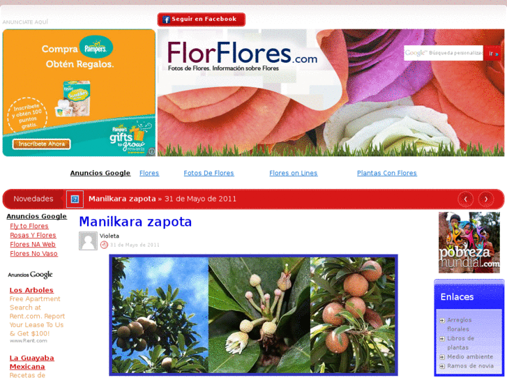 www.florflores.com