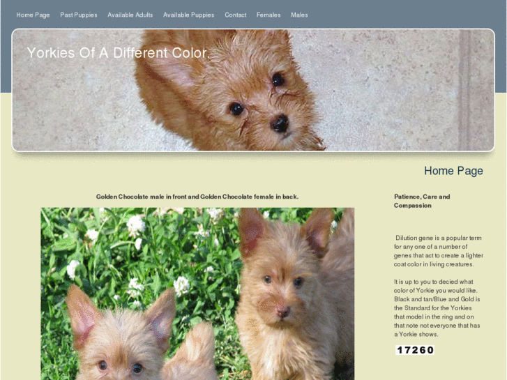 www.yorkiesofadifferentcolor.com