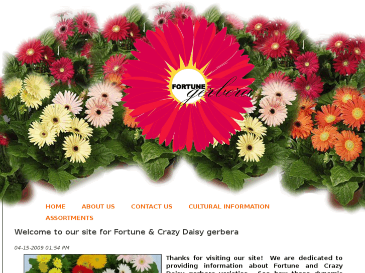 www.fortunegerbera.com