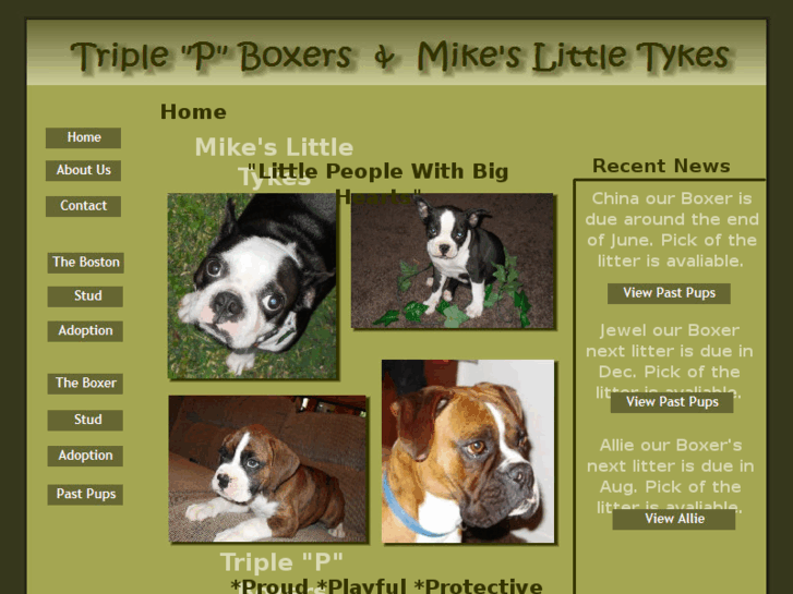 www.missouribostonterrieratmldtyke.com