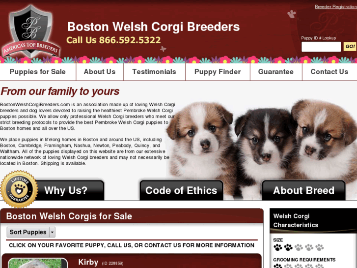 www.bostonwelshcorgibreeders.com