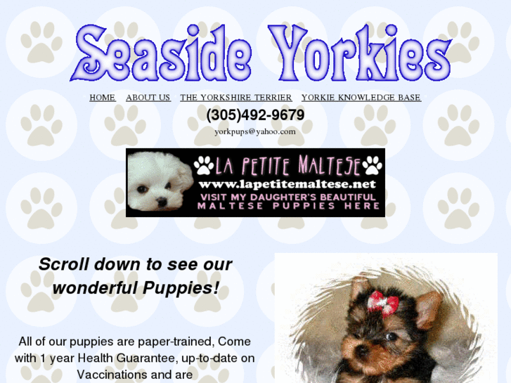 www.seasideyorkies.com