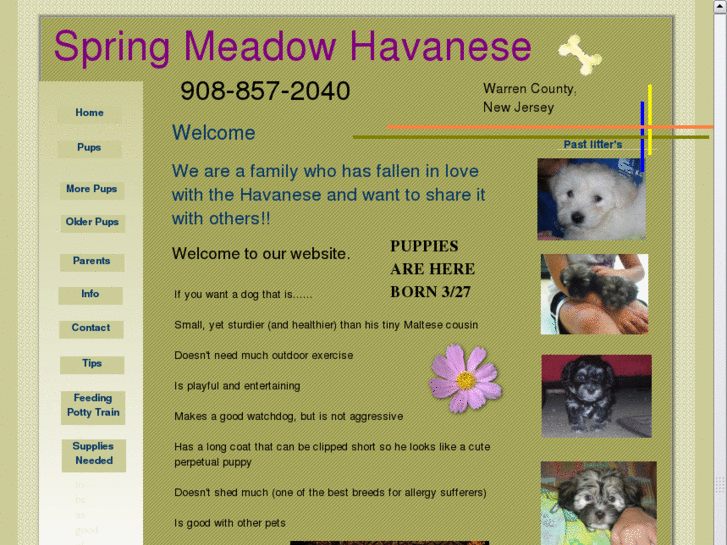 www.springmeadowhavanese.com