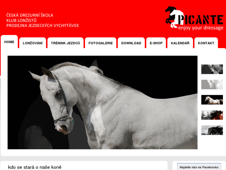 www.dressage-horses-profi.com