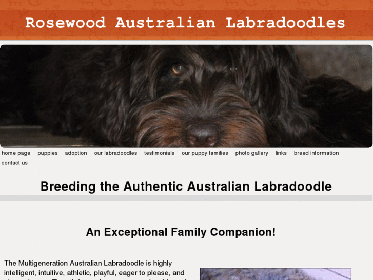 www.rosewoodlabradoodles.com