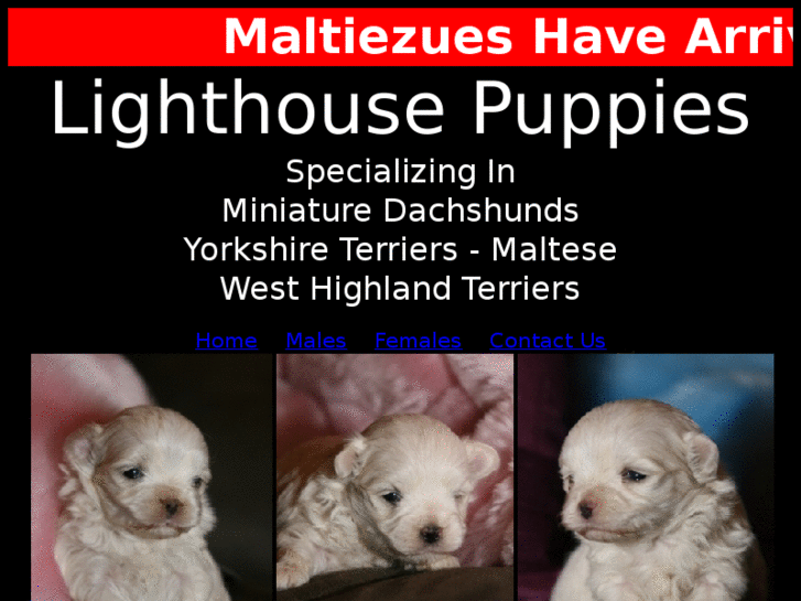 www.lighthousepuppies.com