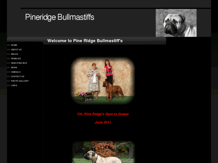 www.pineridgebullmastiffs.com