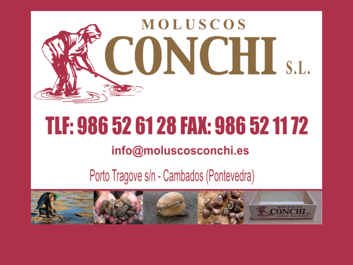 www.moluscosconchi.es