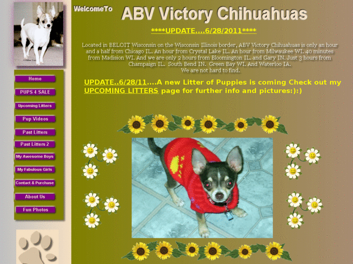 www.victorychihuahuas.com