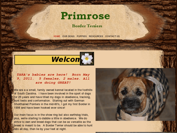 www.primroseborderterriers.com