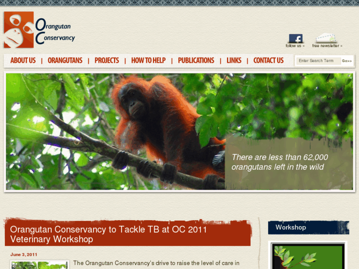 www.orangutan.com