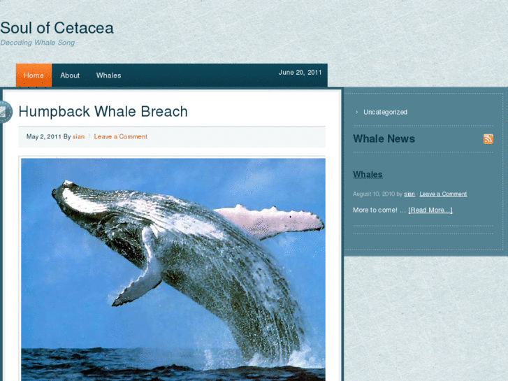 www.soulofcetacea.com