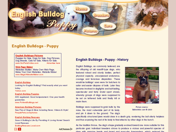 www.english-bulldog-puppy.com