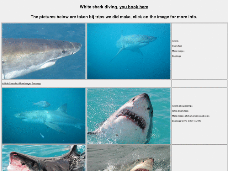 www.white-shark-dive.com