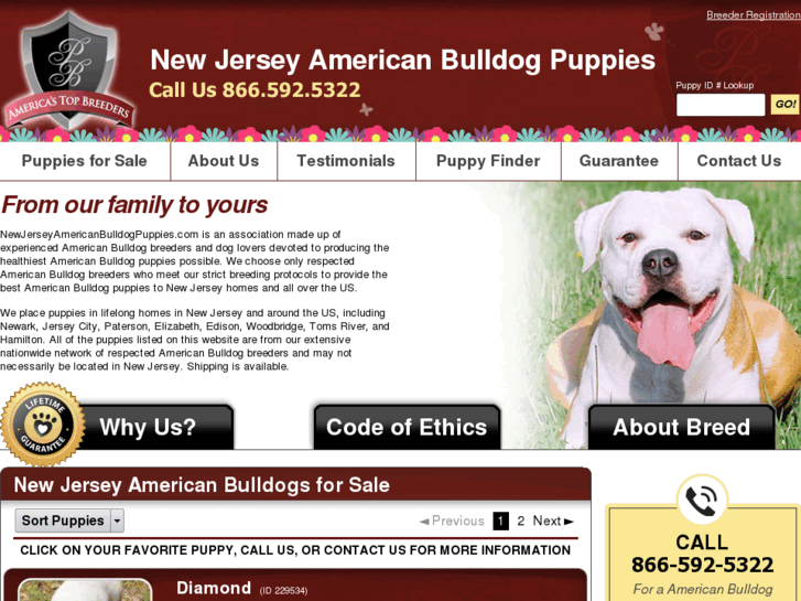 www.newjerseyamericanbulldogpuppies.com