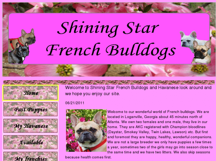 www.shiningstarfrenchbulldogs.com