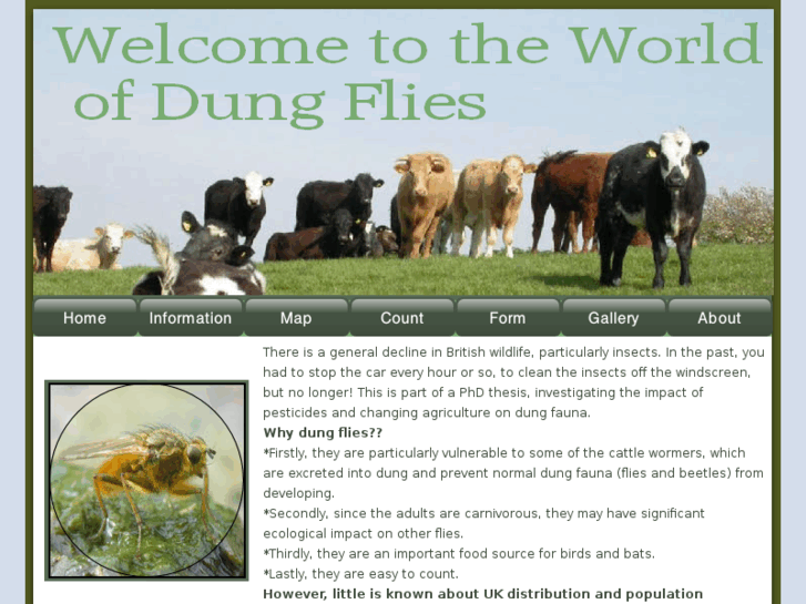 www.dungflies.info