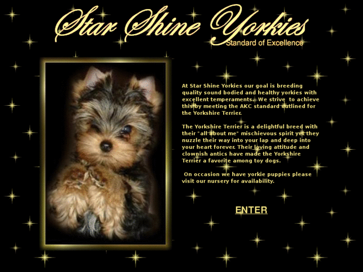 www.starshineyorkies.com