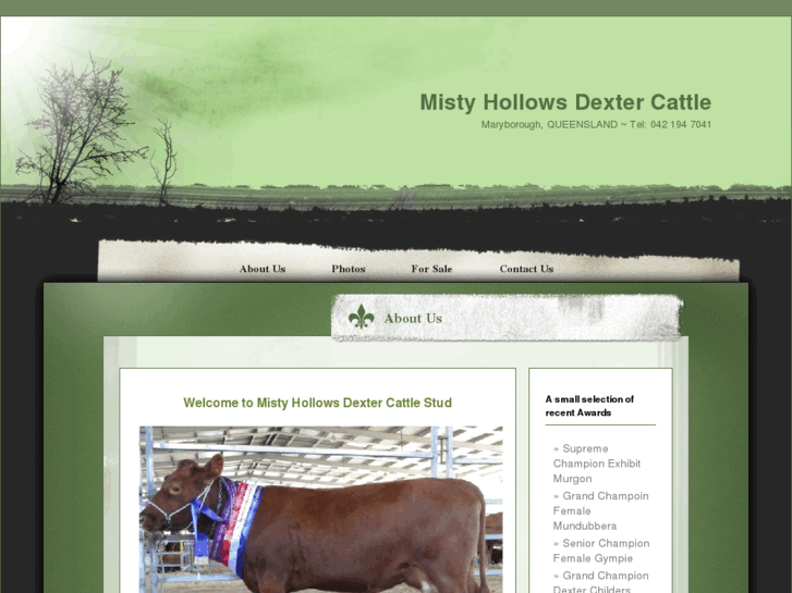 www.mistyhollowsdextercattle.com