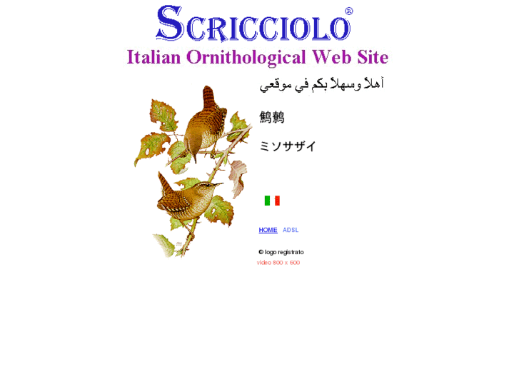 www.scricciolo.com