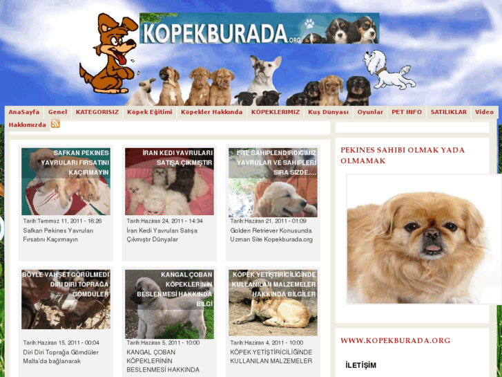 www.kopekburada.org