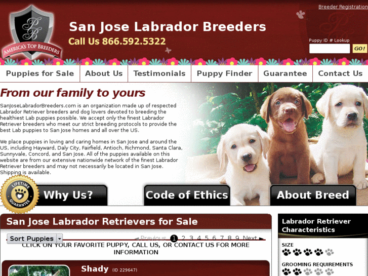 www.sanjoselabradorbreeders.com
