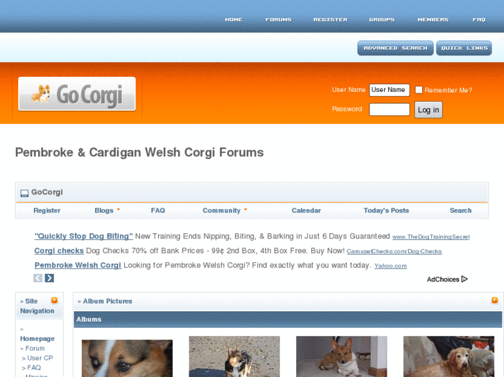 www.gocorgi.com