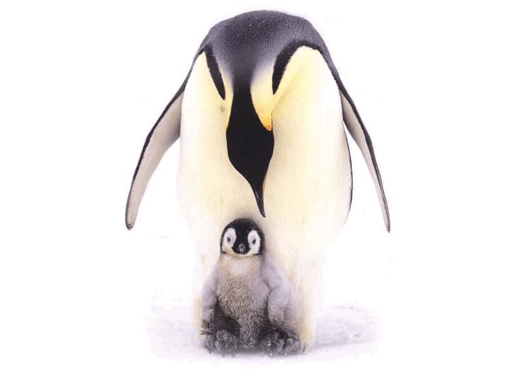 www.emperor-penguins.com