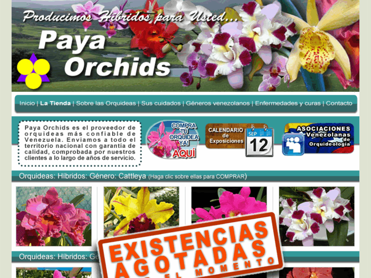 www.payaorchids.com