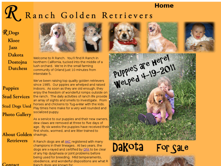 www.rranchgoldens.com