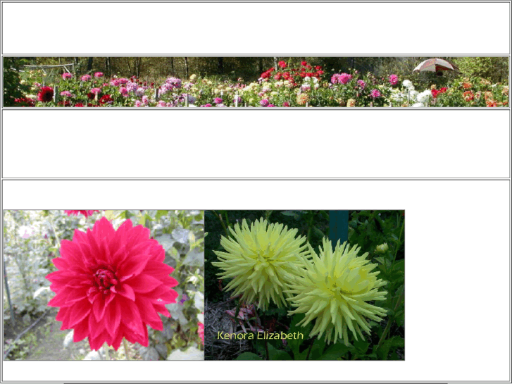 www.dahlias4u.com