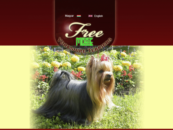 www.freemore-yorkie.com