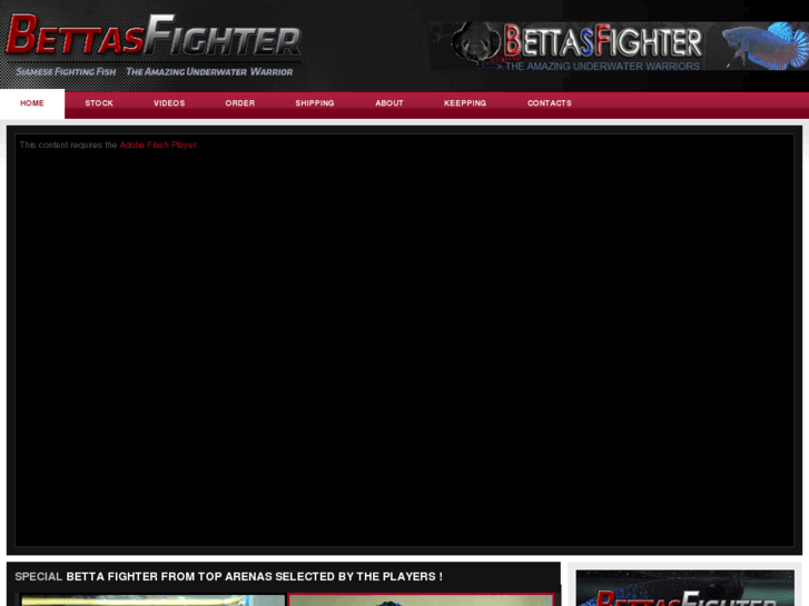 www.bettasfighter.com