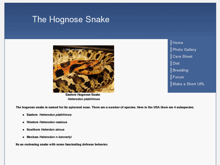 www.hognosesnakes.info