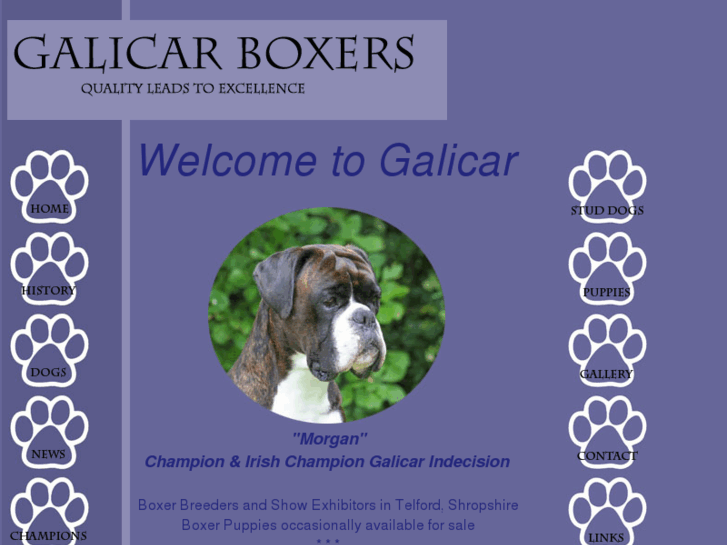 www.galicarboxers.com