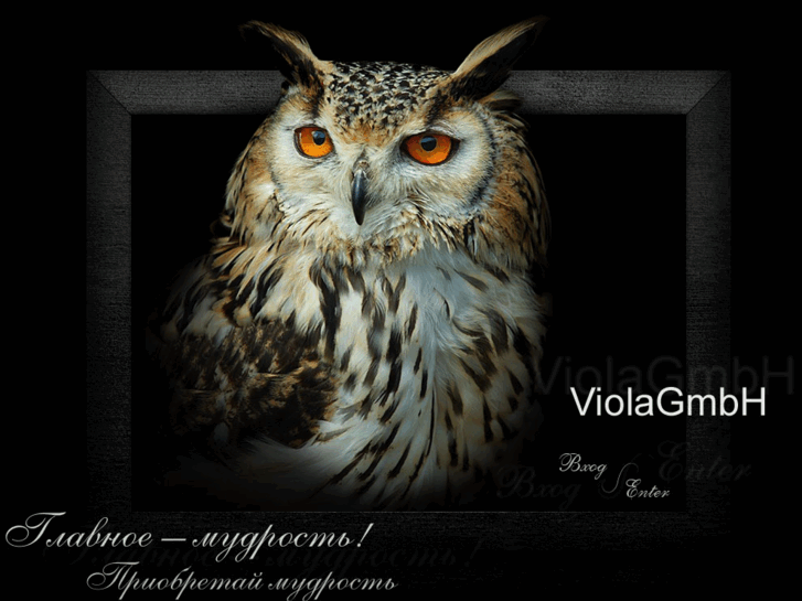 www.violagmbh.com