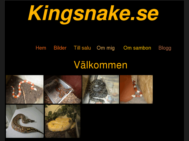 www.kingsnake.se