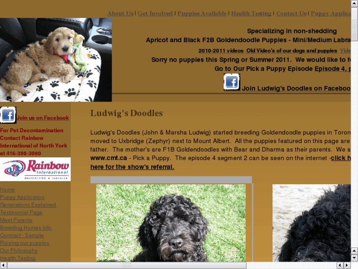 www.blackgoldendoodle.com