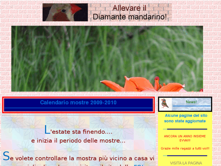 www.diamantemandarino.net