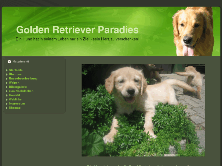 www.goldenretrieverparadies.com