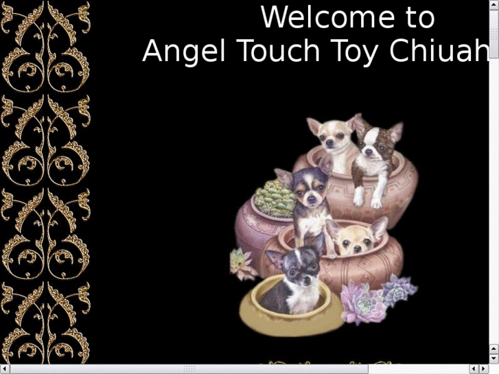 www.toychihuahua.com