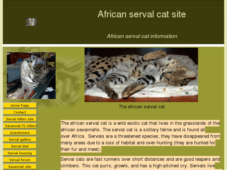 www.africanservalcat.com