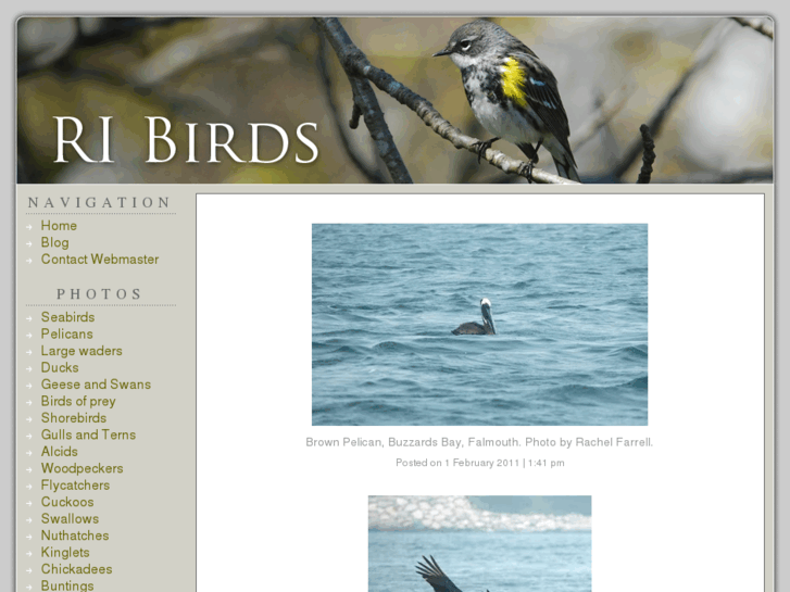 www.ribirds.com